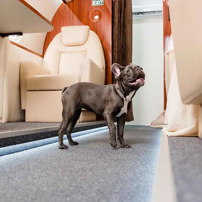 Dog on a private jet